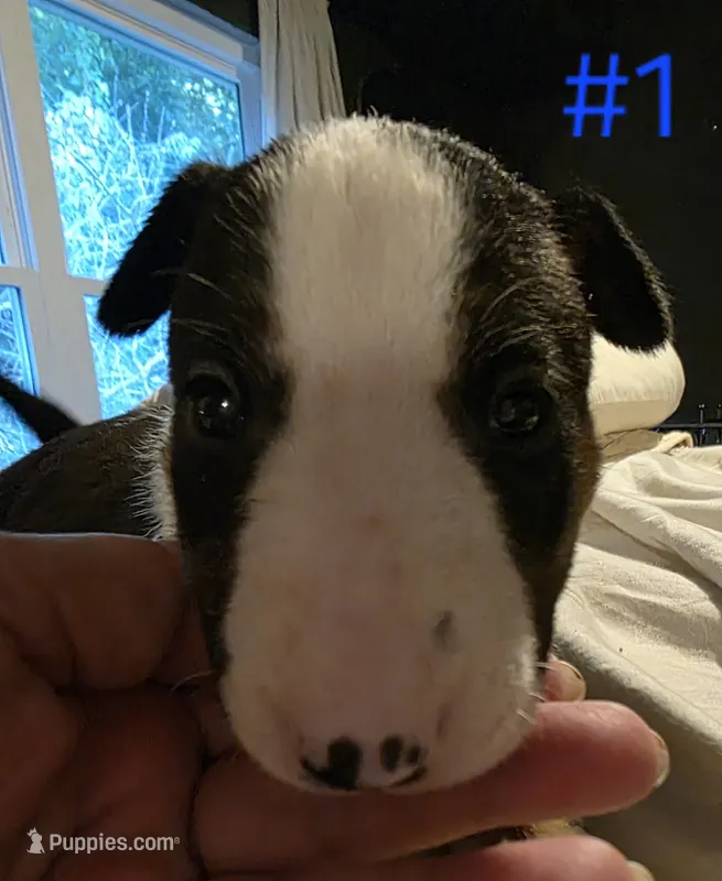 Puppy #1 female – Bull Terrier puppy for sale in Arnold, MO