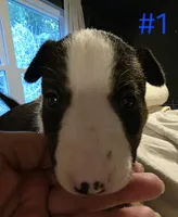 Puppy #1 female, a female Bull Terrier for sale in Arnold, MO – 1 of 10