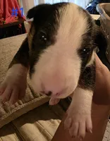 Puppy #1 female, a female Bull Terrier for sale in Arnold, MO – 6 of 10