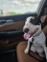 Puppy #7, a female Bull Terrier for sale in St. Louis, MO – 4 of 5