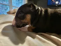 Puppy #7, a female Bull Terrier for sale in Arnold, MO – 3 of 8