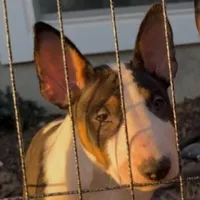 Tricolor Male, a male Bull Terrier for sale in St. Louis, MO – Photo 1 of 5
