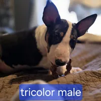Tricolor Male, a male Bull Terrier for sale in St. Louis, MO – Photo 2 of 5