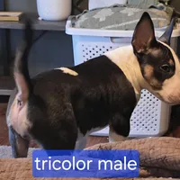 Tricolor Male, a male Bull Terrier for sale in St. Louis, MO – Photo 3 of 5