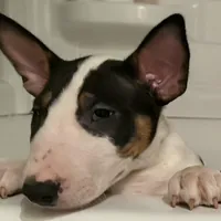 Tricolor Male, a male Bull Terrier for sale in St. Louis, MO – Photo 5 of 5