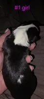 Puppy #1 female, a female Bull Terrier for sale in St. Louis, MO – 3 of 7