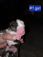 Puppy #1 female, a female Bull Terrier for sale in St. Louis, MO – 5 of 7
