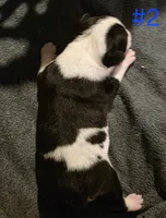 Puppy #2 female, a female Bull Terrier for sale in St. Louis, MO – 6 of 10