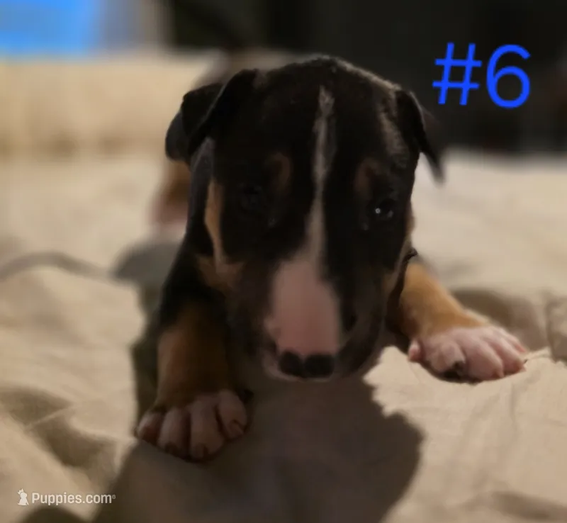 puppy #6 – Bull Terrier puppy for sale in Arnold, MO