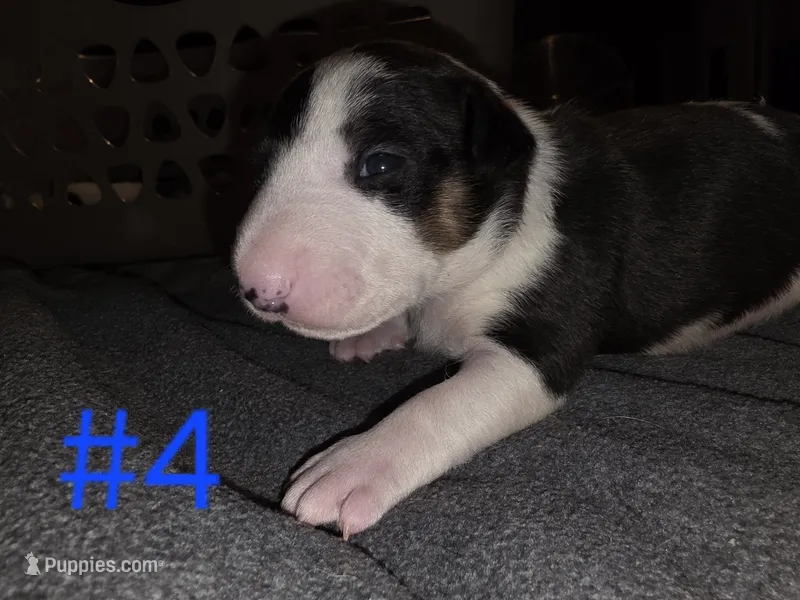 Puppy #4  – Bull Terrier puppy for sale in St. Louis, MO