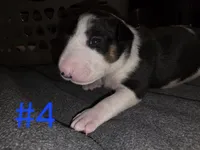 Puppy #4 , a male Bull Terrier for sale in Arnold, MO – 3 of 10