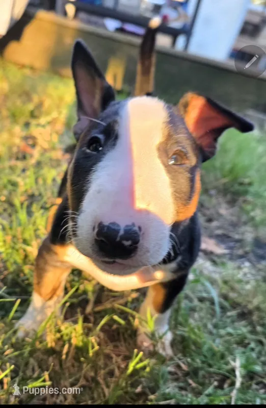 Puppy #1 female – Bull Terrier puppy for sale in Arnold, MO