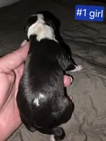 Puppy #1 female, a female Bull Terrier for sale in St. Louis, MO – 4 of 7