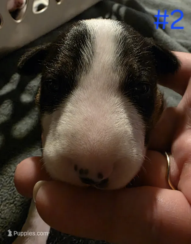 Puppy #2 female – Bull Terrier puppy for sale in Arnold, MO