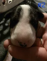 Puppy #2 female, a female Bull Terrier for sale in St. Louis, MO – 8 of 10