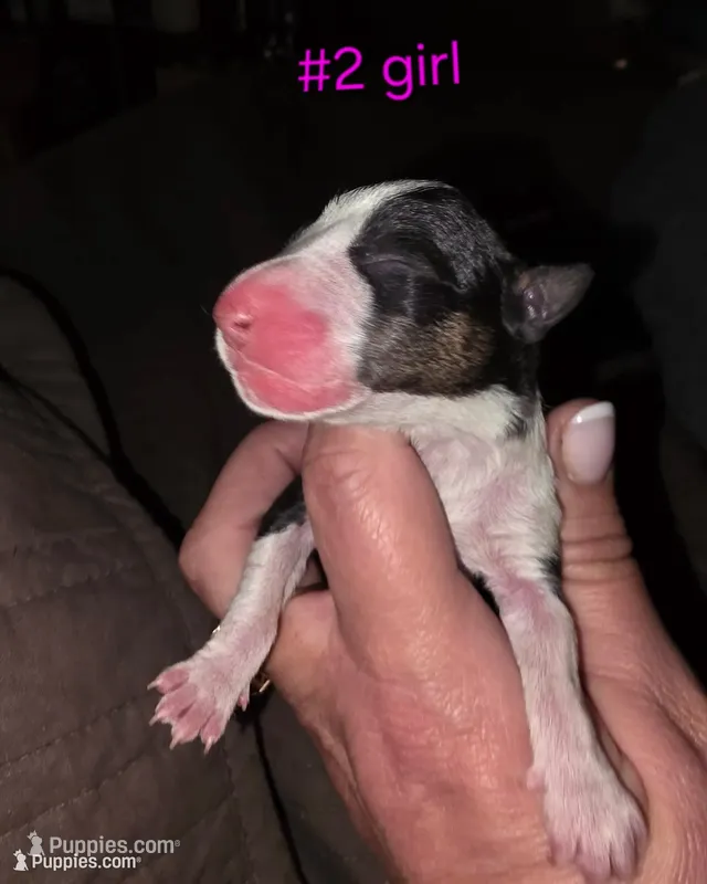 Puppy #2 – Bull Terrier puppy for sale in St. Louis, MO
