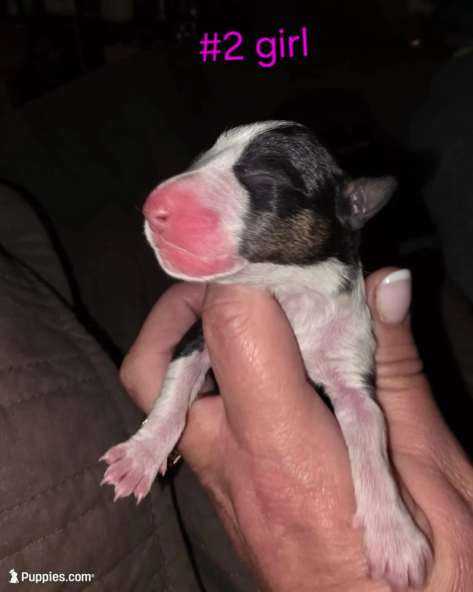 Puppy #2, a female Bull Terrier for sale in St. Louis, MO – 1 of 5