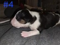 Puppy #4 , a male Bull Terrier for sale in Arnold, MO – 5 of 10