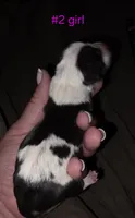 Puppy #2, a female Bull Terrier for sale in St. Louis, MO – 2 of 5