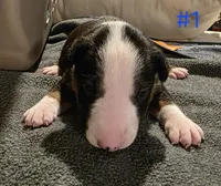 Puppy #1 female, a female Bull Terrier for sale in Arnold, MO – 7 of 10