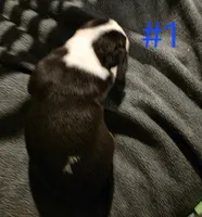 Puppy #1 female, a female Bull Terrier for sale in Arnold, MO – 9 of 10