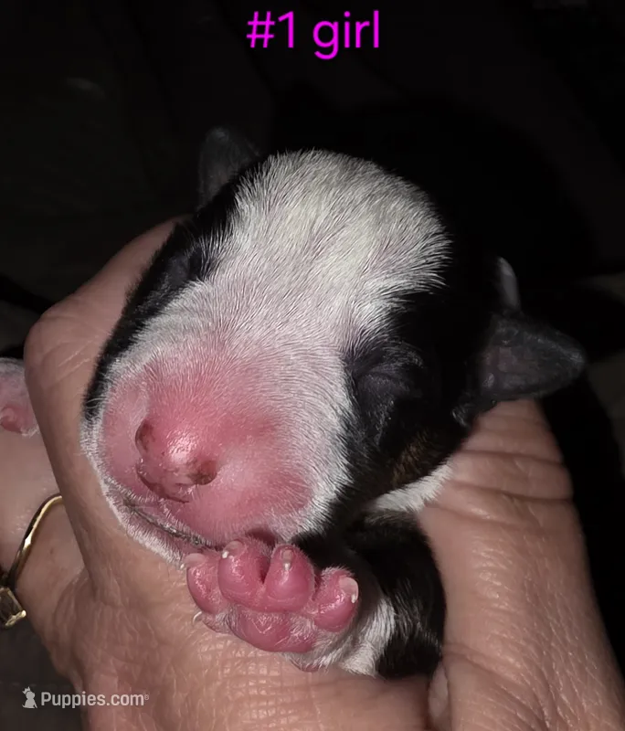 Puppy #1 female – Bull Terrier puppy for sale in St. Louis, MO