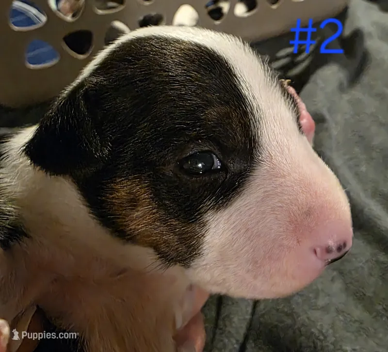 Puppy #2 female – Bull Terrier puppy for sale in St. Louis, MO