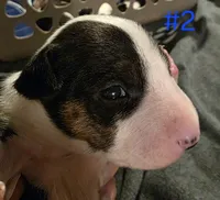 Puppy #2 female, a female Bull Terrier for sale in St. Louis, MO – 1 of 10