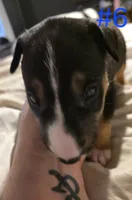 puppy #6, a female Bull Terrier for sale in Arnold, MO – 2 of 10