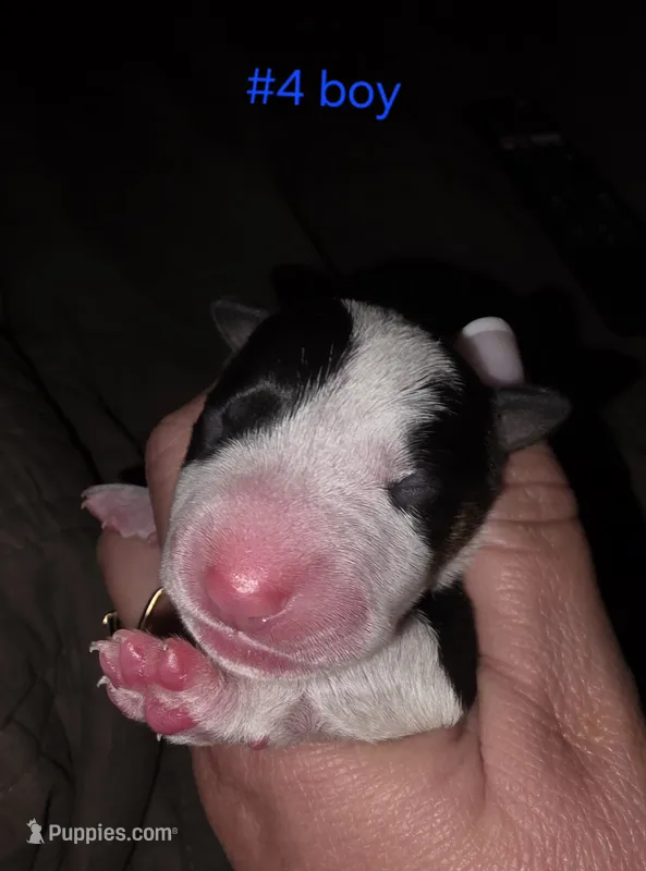 Puppy #4  – Bull Terrier puppy for sale in St. Louis, MO