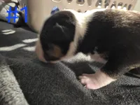 Puppy #1 female, a female Bull Terrier for sale in Arnold, MO – 8 of 10