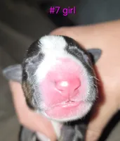 Puppy #7, a female Bull Terrier for sale in St. Louis, MO – 2 of 5