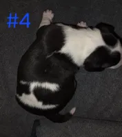 Puppy #4 , a male Bull Terrier for sale in Arnold, MO – 8 of 10