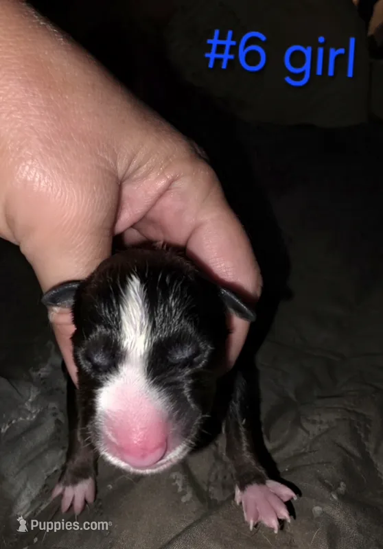 puppy #6 – Bull Terrier puppy for sale in St. Louis, MO