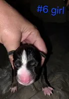 puppy #6, a female Bull Terrier for sale in St. Louis, MO – 1 of 6