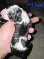 Puppy #4 , a male Bull Terrier for sale in St. Louis, MO – 4 of 7