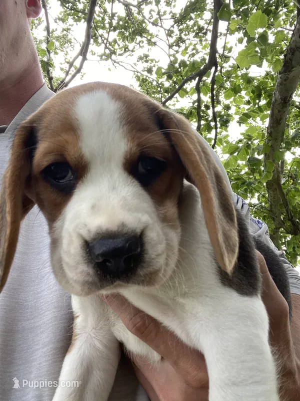 Boy (1) – Beagle puppy for sale in Carrollton, MO