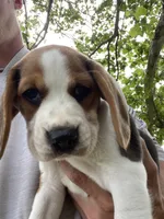 Boy (1), a male Beagle for sale in Carrollton, MO – 1 of 1