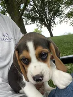 Girl 1, a female Beagle for sale in Carrollton, MO – 1 of 1