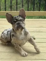 Stitch, a male French Bulldog for sale in Blue Springs, MO – 5 of 6
