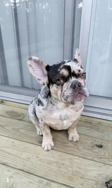Stitch – French Bulldog puppy for sale in Blue Springs, MO