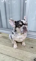 Stitch, a male French Bulldog for sale in Blue Springs, MO – 1 of 6