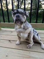 Stitch, a male French Bulldog for sale in Blue Springs, MO – 3 of 6