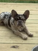Stitch, a male French Bulldog for sale in Blue Springs, MO – 6 of 6