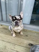 Stitch, a male French Bulldog for sale in Blue Springs, MO – 2 of 6