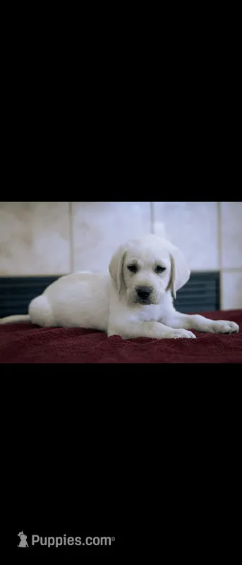 Hunter – Labrador Retriever puppy for sale in Manteca, CA