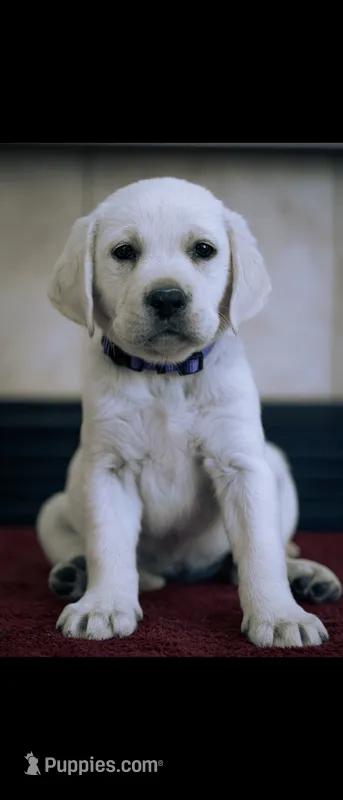 Iris – Labrador Retriever puppy for sale in Manteca, CA