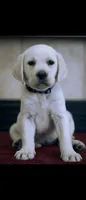 Iris, a female Labrador Retriever for sale in Manteca, CA – 1 of 1