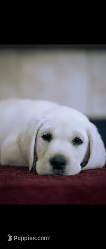 Thor – Labrador Retriever puppy for sale in Manteca, CA