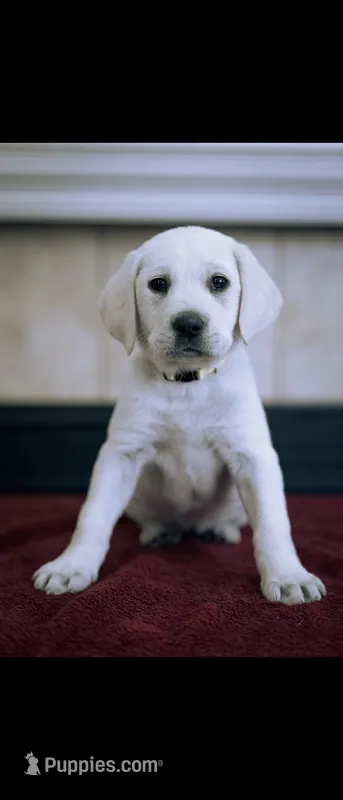 Sunny – Labrador Retriever puppy for sale in Manteca, CA